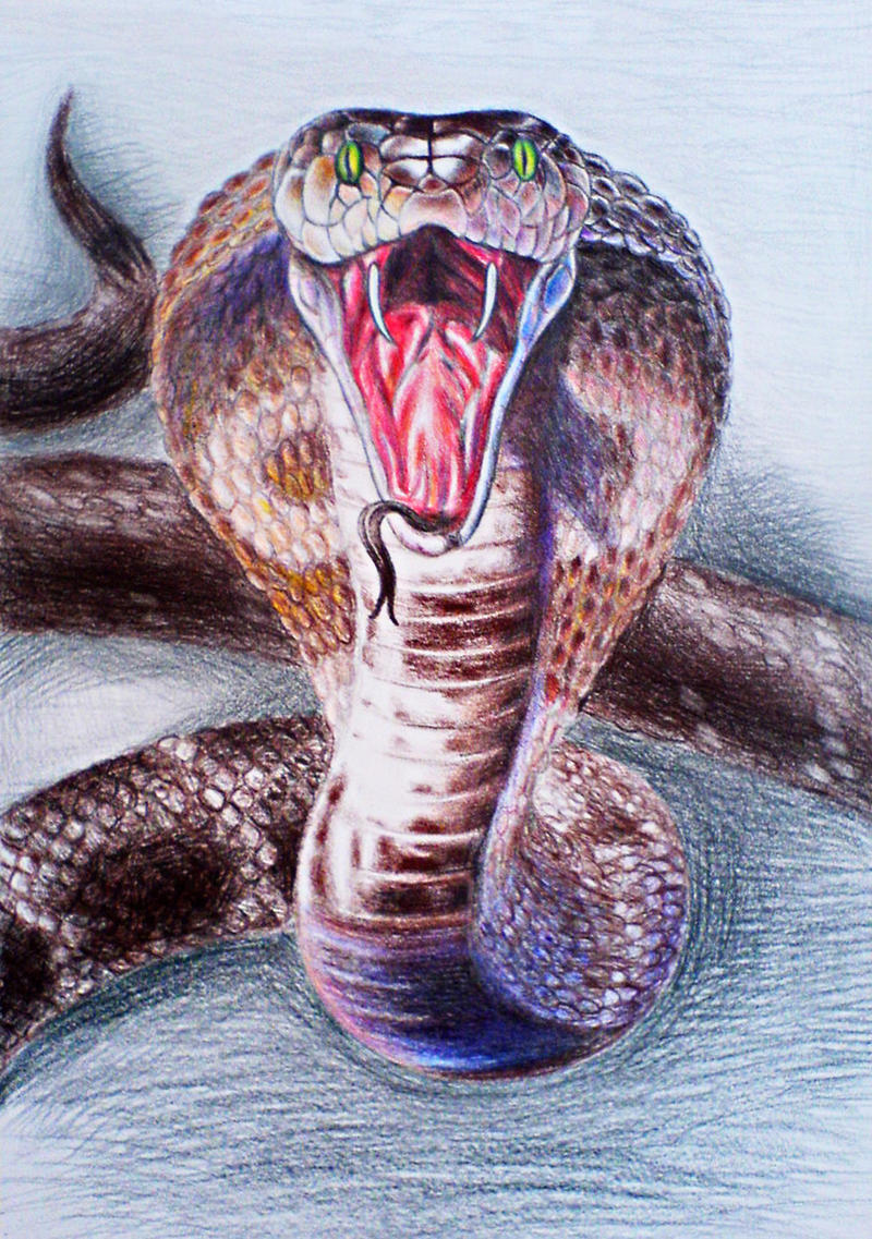King cobra by diana-0421 on DeviantArt
