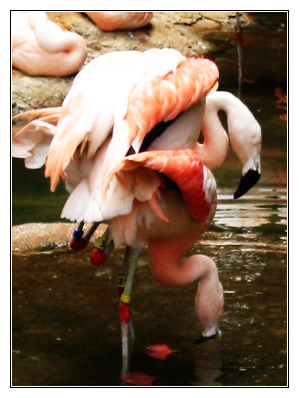 Flamingo Porn 15