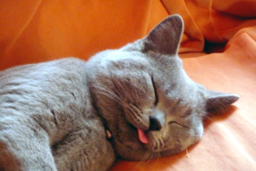 http://img06.deviantart.net/5f50/i/2010/144/a/c/sleeping_cat_by_ivince.jpg