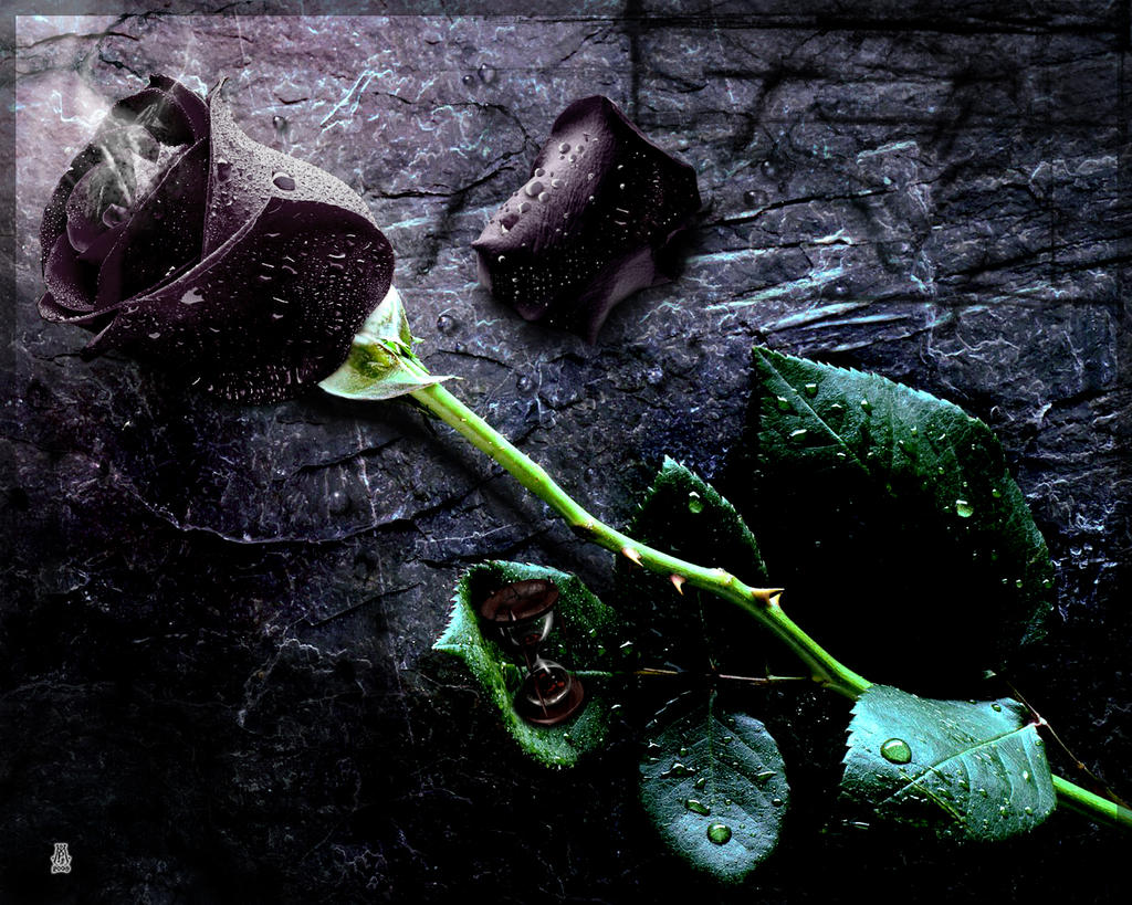 Black Rose And Heart