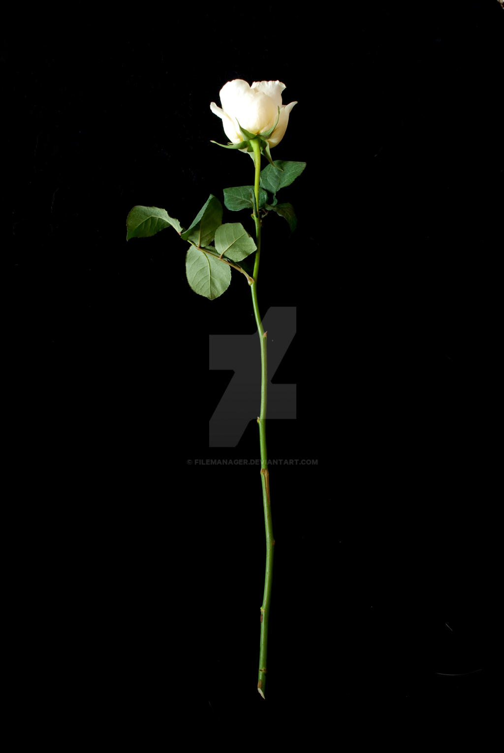 White Rose With Stem