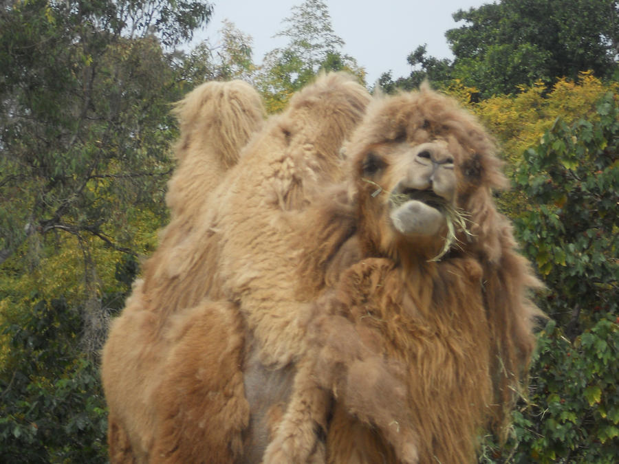 Image result for derpy camel