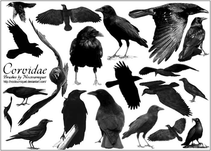 [Image: corvidae____ravens__n__crows_by_noctourniquet.png]