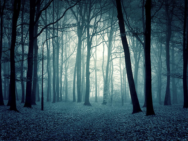    twilight_forest_prem