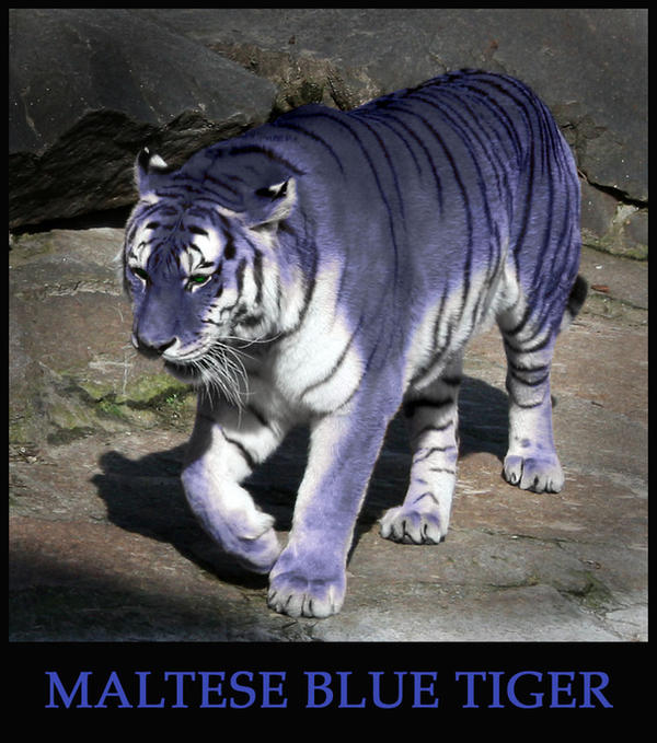Maltese Blue Tiger Picture, Maltese Blue Tiger Image