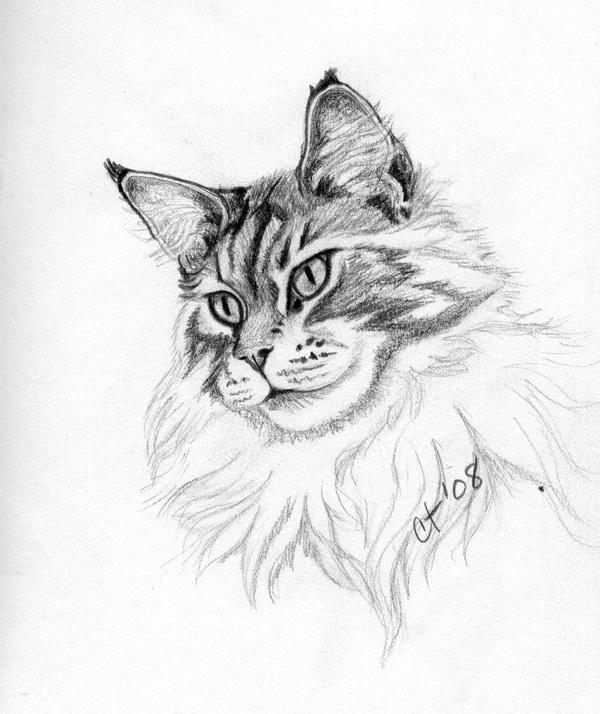 maine coon coloring pages - photo #7